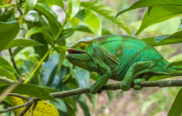 Naklejka na ściany i meble Chameleon in the primeval forests of the Andasibe National Park, Eastern Madagascar