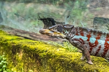 Chameleon protrudes its long sticky tongue to trap a cricket in the primeval forests of the Andasibe National Park, Eastern Madagascar