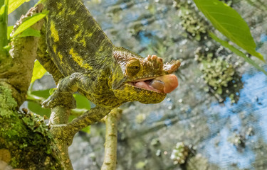 Chameleon protrudes its long sticky tongue to trap a cricket in the primeval forests of the Andasibe National Park, Eastern Madagascar