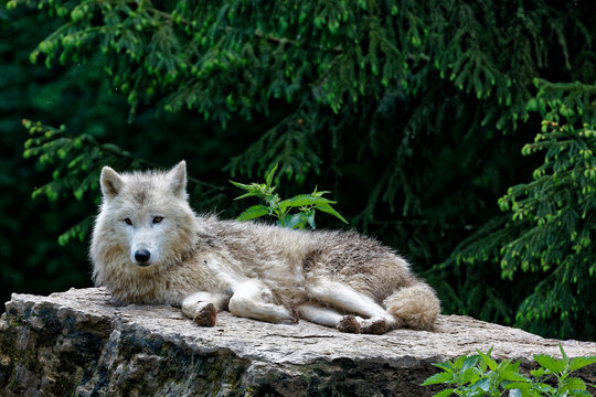 Loup blanc arctique