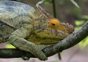 Chameleon in the primeval forests of the Andasibe National Park, Eastern Madagascar