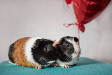 two cute adorable guinea pigs in love with red hearts balloons