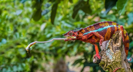 Chameleon protrudes its long sticky tongue to trap a cricket in the primeval forests of the...