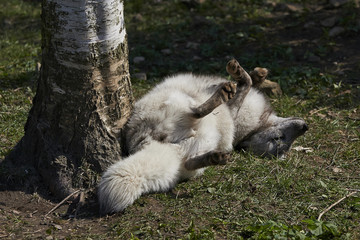 Obraz premium Arctic fox (Vulpes lagopus)