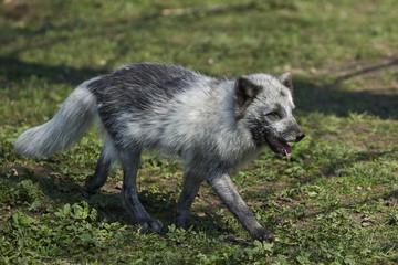 Fototapeta premium Arctic fox (Vulpes lagopus)