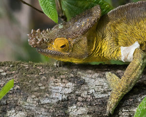 Chameleon in the primeval forests of the Andasibe National Park, Eastern Madagascar