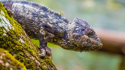 Chameleon in the primeval forests of the Andasibe National Park, Eastern Madagascar