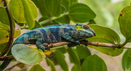 Chameleon in the primeval forests of the Andasibe National Park, Eastern Madagascar