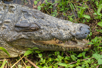 Nile crocodile in a pond in the primeval forests of the Andasibe National Park, Eastern Madagascar