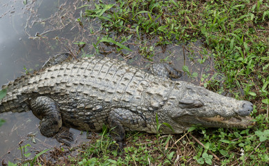 Nile crocodile in a pond in the primeval forests of the Andasibe National Park, Eastern Madagascar