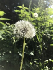 Dandelion plant in spring, Germany