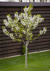 Dwarf cherry growing in the backyard, on a green lawn