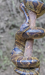African python Andasibe National Park, Eastern Madagascar