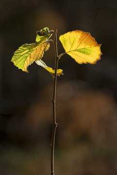 Hojas de una rama joven de avellano en oto&ntilde;o.