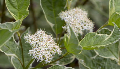 Blooming elderflower in garden elder, elderberry, black elder, European elder, European elderberry...