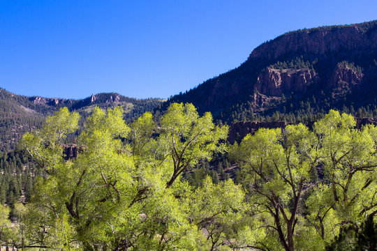 Early morning light in spring brightens trees in Coller State Wildlife Area, located along the Rio Grande and the road to Creede in the San Juan Mountains of southern Colorado
