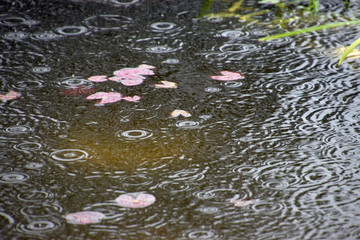 many raindrops on water surface