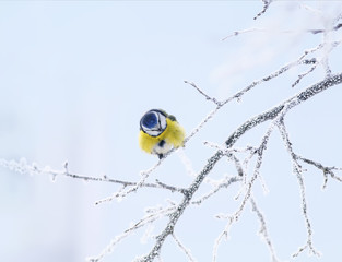 Naklejka premium nice bright bird blue tit sitting in the garden in winter on the branches covered with white fluffy frosting and snowflakes