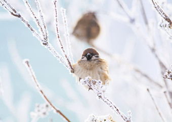  little bird Sparrow sitting hunched in winter Park on the branches covered with fluffy white with...