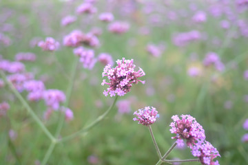 Verbena bonariensis flower,Flowers texture wallpaper