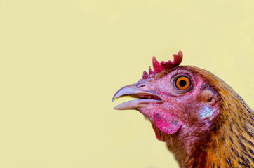 Close up Jungle Fowl chicken.