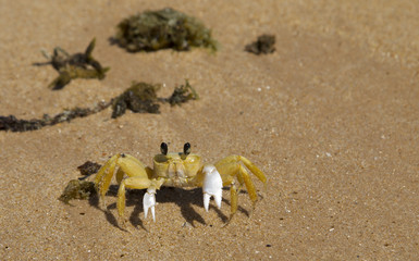 Fototapeta na wymiar Crab in the beach