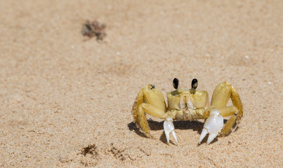 Fototapeta na wymiar Crab beach