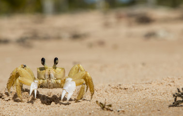 Fototapeta na wymiar Crab