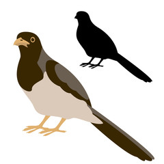 brown jay bird vector illustration flat style