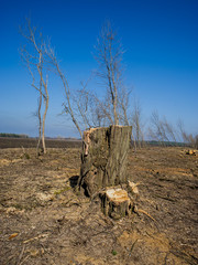 Illegal Felling of Forest Arrays.