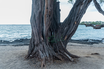 Gnarly tree with a hole in it at the beach on the Big Island of Hawaii