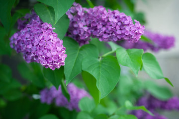 Macro image of spring lilac violet flowers, abstract soft floral background
