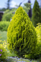 thuja brabant thuja occidentalis thuja plicata arborvitae ball close-up.