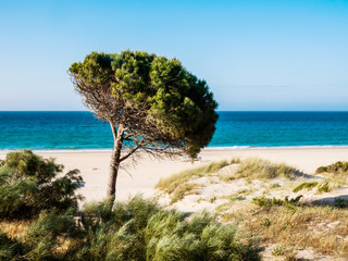 Stone Pine in Tarifa, Costa de la Luz, Spain