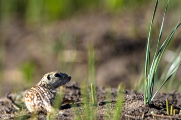 Thirteen-lined Ground Squirrel feeds in his natural habitat in Alamosa National Wildlife Refuge in southern Colorado