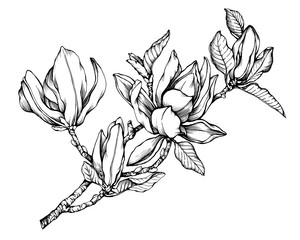 Branch of magnolia liliiflora (also called mulan magnolia) with flowers and leaves. Black and white outline illustration hand drawn work isolated on white background. 