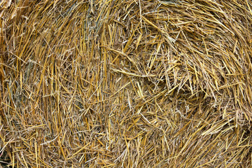 Bundle of hay, closeup view
