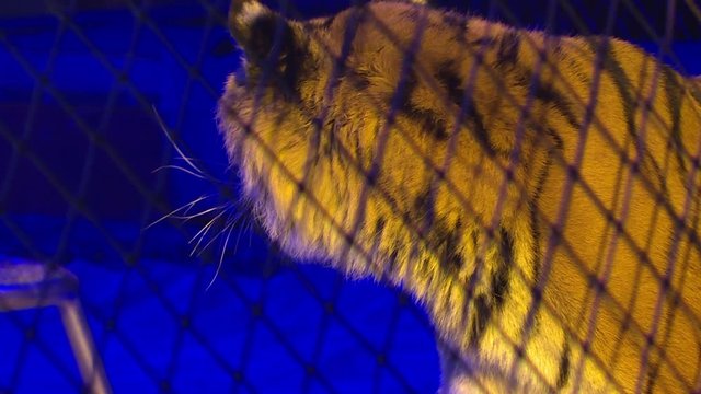 Tigers in a cage.Circus. Dangerous predator.