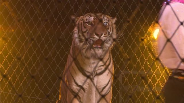 Tigers in a cage.Circus. Dangerous predator.