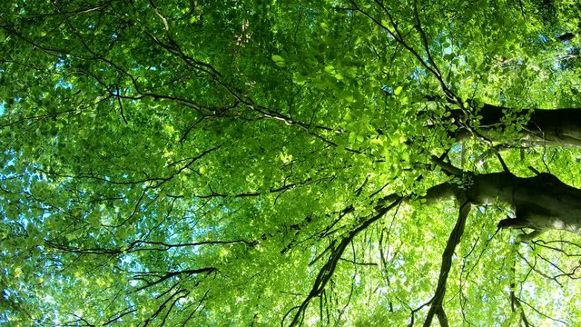 Laubwald, Buchen, Naturerlebnis, Schwenk, Panorama, Gimbal, Natur in Bewegung, Spessart, 4K