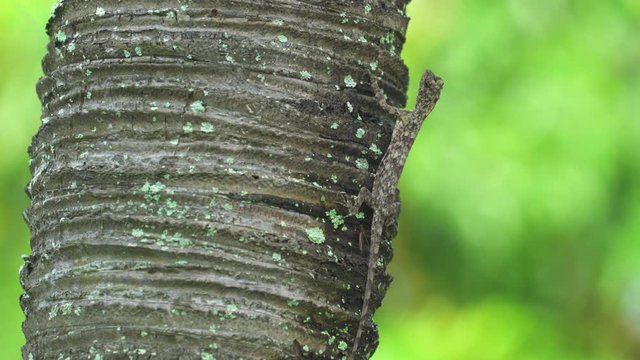 Flying lizard on the palm tree. Draco lizard