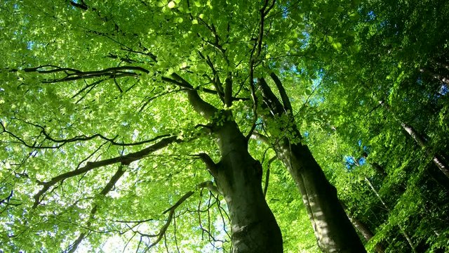 Laubwald, Buchen, Naturerlebnis, Schwenk, Panorama, Gimbal, Natur in Bewegung, Spessart, 4K