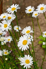 Obraz premium Group of camomile flowers in the garden