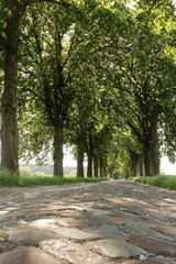 Kopfsteinpflaster-Kastanien-Allee