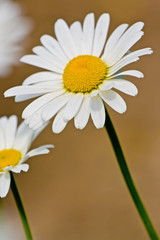 Two camomile flowers on growing on the field