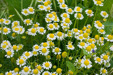 Group of camomile flowers in the garden