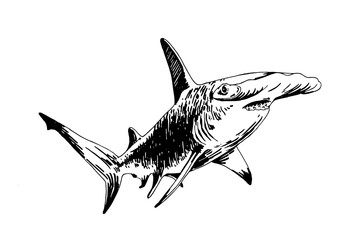 Graphical hammerhead shark isolated on white background , vector illustration - obrazy, fototapety, plakaty