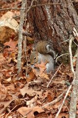 squirrel in nature