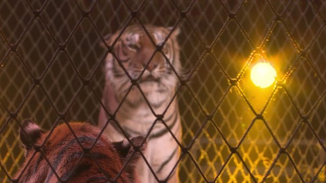 Tigers in a cage.Circus. Dangerous predator.