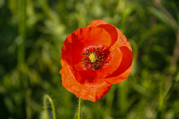 Wild red poppy in the Tavri steppe